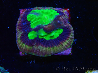 WYSIWYG - Goniastrea Dragon Soul