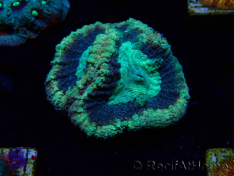 WYSIWYG - RAH Goniastrea Crown of Jewels