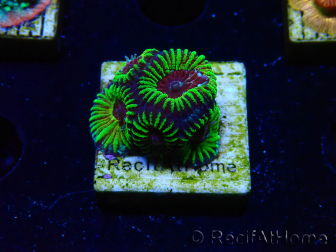 WYSIWYG - RAH Favia Red Barcode