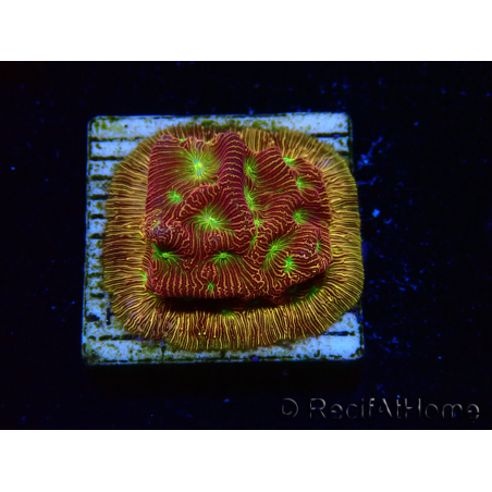 WYSIWYG - JF Leptoseris Jack O Lantern