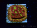 WYSIWYG - JF Leptoseris Jack O Lantern