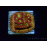 WYSIWYG - JF Leptoseris Jack O Lantern 3J10