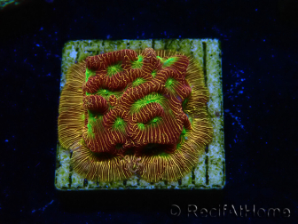WYSIWYG - JF Leptoseris Jack O Lantern