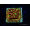 WYSIWYG - JF Leptoseris Jack O Lantern