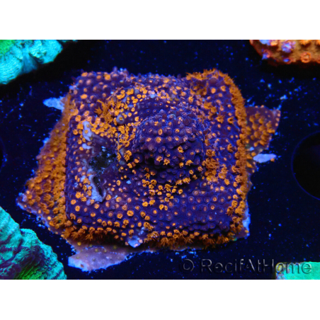 WYSIWYG - CB Stylocoeniella Bloody Mary