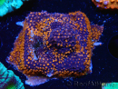 WYSIWYG - CB Stylocoeniella Bloody Mary