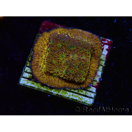 WYSIWYG - WWC Lithophyllon C3PO 3L4