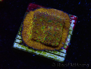 WYSIWYG - WWC Lithophyllon C3PO