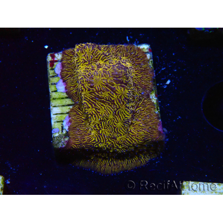 WYSIWYG - RAH Lithophyllon Gold 3L7