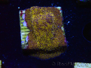 WYSIWYG - RAH Lithophyllon Gold