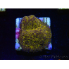 WYSIWYG - RAH Lithophyllon Gold 3L9