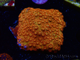 WYSIWYG - BigR Cyphastrea Sunkist 3M1