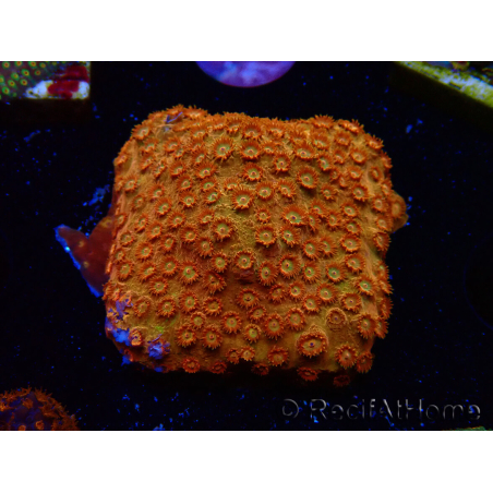 WYSIWYG - BigR Cyphastrea Sunkist 3M1