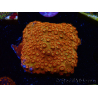 WYSIWYG - BigR Cyphastrea Sunkist