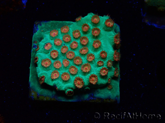 WYSIWYG - WWC Cyphastrea Jingle Bells
