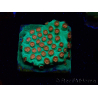 WYSIWYG - WWC Cyphastrea Jingle Bells