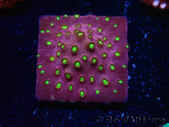 WYSIWYG - CB Cyphastrea Blingbling