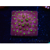 WYSIWYG - CB Cyphastrea Blingbling 3M9