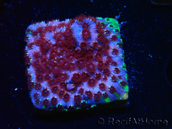 WYSIWYG - BigR Cyphastrea Skittles Bomb