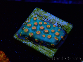WYSIWYG - Cyphastrea Bizarro 3N8