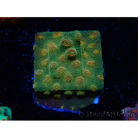 WYSIWYG - Tyree Cyphastrea Red Brick 3N10