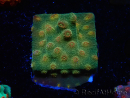 WYSIWYG - Tyree Cyphastrea Red Brick 3N10