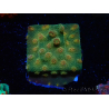 WYSIWYG - Tyree Cyphastrea Red Brick