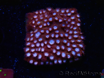 WYSIWYG - RAH Cyphastrea Moon Rocks