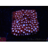 WYSIWYG - RAH Cyphastrea Moon Rocks