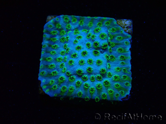 WYSIWYG - RAH Cyphastrea Minefiels 3O8