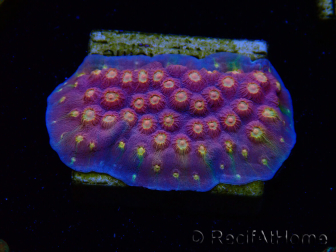 WYSIWYG - WWC Cyphastrea Rainbow Madness 3P5