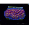 WYSIWYG - WWC Cyphastrea Rainbow Madness