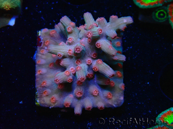 WYSIWYG - RAH Cyphastrea decadia Rot