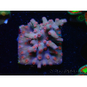 WYSIWYG - RAH Cyphastrea decadia Red 3P9
