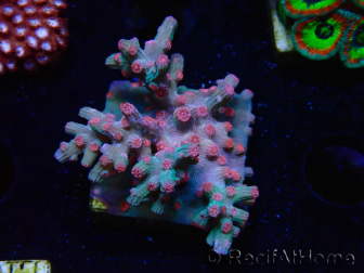 WYSIWYG - RAH Cyphastrea decadia Red 3P10