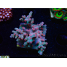 WYSIWYG - RAH Cyphastrea decadia Red 3P10