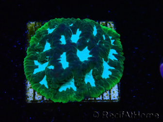 WYSIWYG RAH Favia Luminescent Green