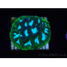 WYSIWYG - RAH Favia Luminescent Green 3R12