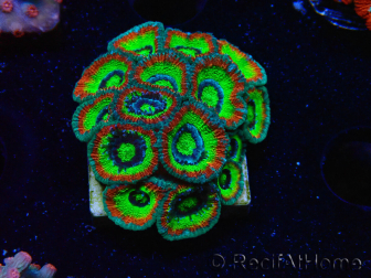 WYSIWYG WWC Holy Grail Micromussa