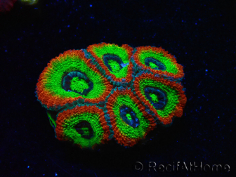 WYSIWYG WWC Holy Grail Micromussa D1