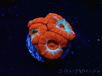 WYSIWYG RAH Micromussa Lava Burst