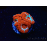 WYSIWYG RAH Micromussa Lava Burst