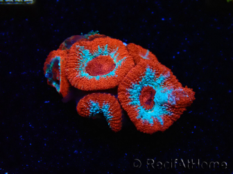 WYSIWYG - RAH Micromussa Lava Burst B2