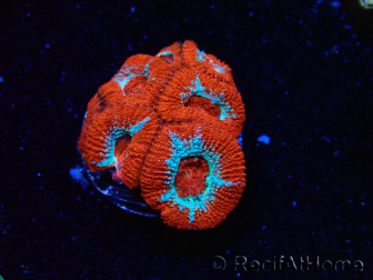 WYSIWYG RAH Micromussa Lava Burst
