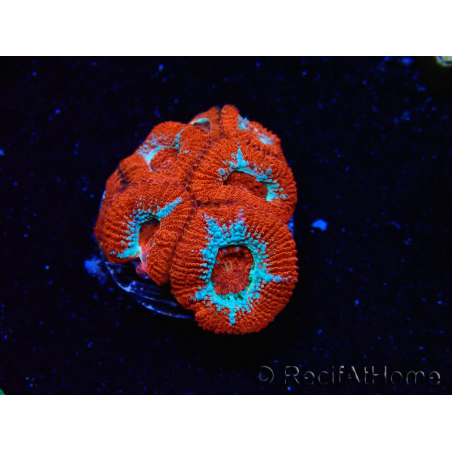 WYSIWYG RAH Micromussa Lava Burst
