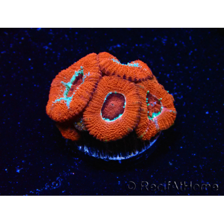 WYSIWYG RAH Micromussa Lava Burst