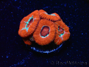 WYSIWYG RAH Micromussa Lava Burst