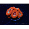 WYSIWYG RAH Micromussa Lava Burst