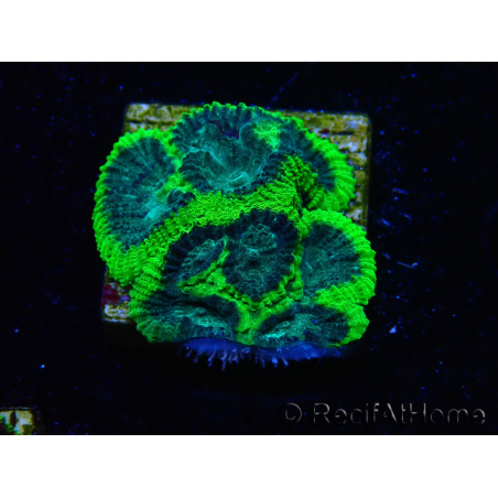WYSIWYG - RAH Favia Toxic Halo C6