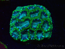 WYSIWYG - RAH Micromussa Jungle Viper 4